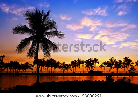 Palm Tree Silhouettes In Hawaii