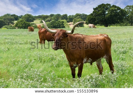 Texas longhorn cattle grazing on the meadow