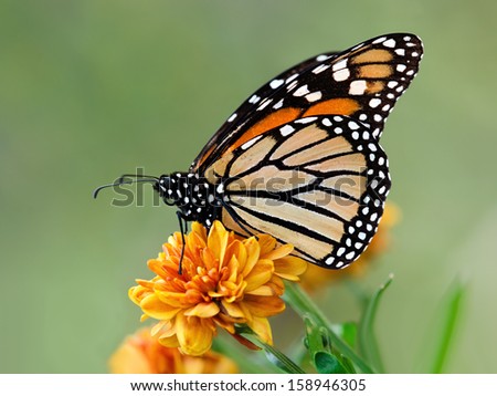 Monarch Butterfly (Danaus Plexippus) On Garden Flowers During Autumn Migration. Natural Green Background.