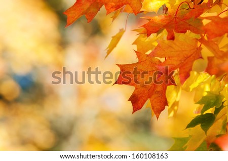 Colorful autumn maple leaves on a tree branch. Natural soft yellow autumn leaves background, shallow depth of field.