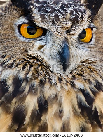 Great Horned Owl (Bubo virginianus), aka Tiger Owl, closeup