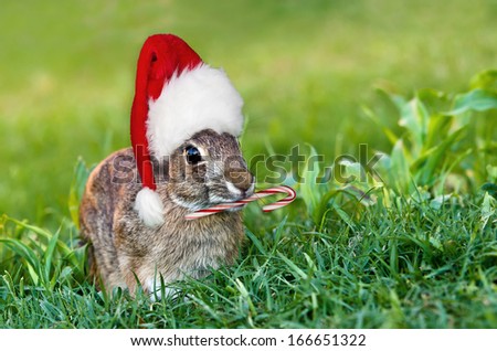 Cottontail bunny rabbit with Christmas hat and candy cane in the garden. Natural green grass background with copy space.
