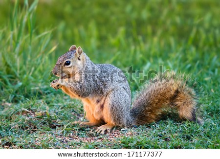 Cute Eastern Fox squirrel (Sciurus niger) eating bird seeds in the garden