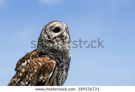 Barred Owl (Strix varia), aka Rain Owl, Wood Owl, or Striped Owl, against blue sky with copy space