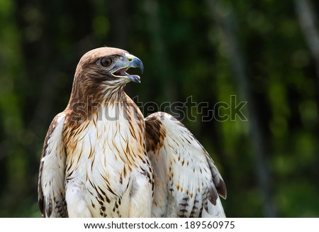 Red-tailed Hawk (Buteo jamaicensis) against natural dark green forest background