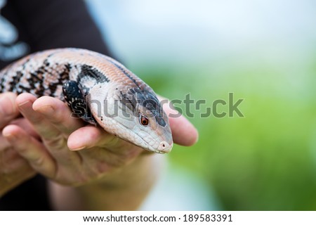 Hands holding a Blue-tongued skink lizard. Soft green background with copy space.