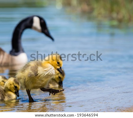 Adorable Canada goose gosling stepping out of lake water