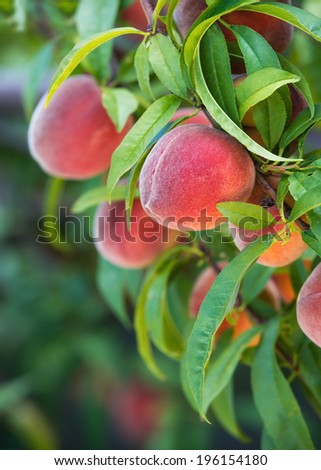 Sweet peaches growing on peach tree in garden, closeup