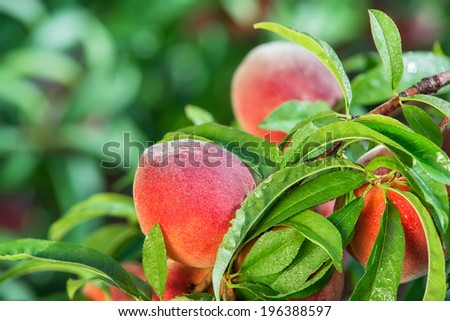 Peach fruits on a tree branch in garden after rain