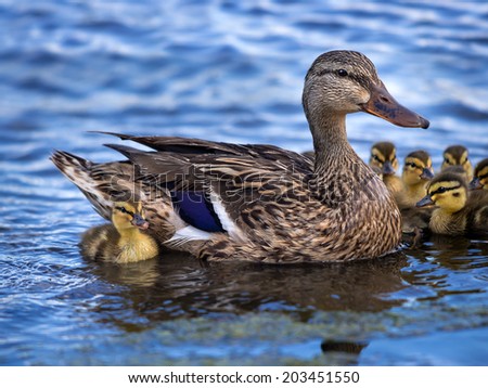 Cute newborn Mallard (Anas platyrhynchos) duckling swimming in lake with mother duck and siblings