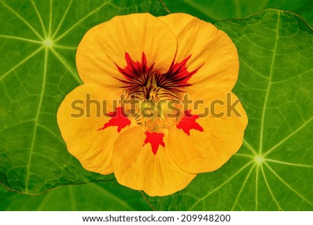 Yellow nasturtium flower. Nasturtiums are nutritious, edible flowers. The entire plant is edible including leaves, flowers, stems and seeds.