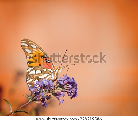 Gulf Fritillary butterfly (Agraulis vanillae) feeding on butterfly bush flowers. Copy space.