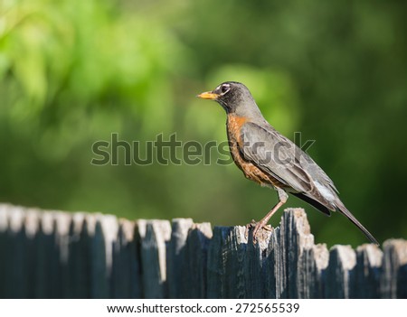 American robin (Turdus migratorius) perched on wood fence. Natural green background.