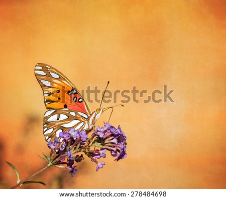 Gulf Fritillary butterfly (Agraulis vanillae) feeding on butterfly bush flowers. Vintage textured background.