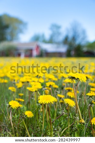 Dandelions blooming in the summer meadow, shallow depth of field, red house and blue sky in the background