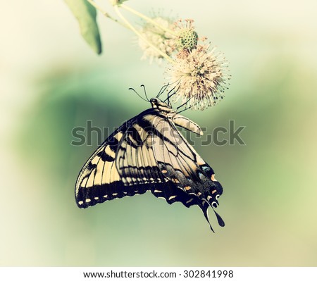 Eastern Tiger Swallowtail butterfly (Papilio glaucus) feeding on buttonbush flowers. Vintage filter effects.
