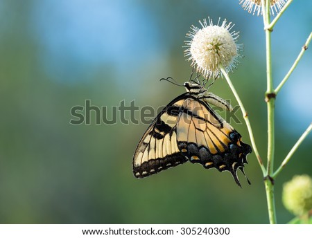 Eastern Tiger Swallowtail butterfly (Papilio glaucus) feeding on buttonbush flowers