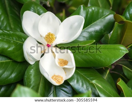 White southern magnolia flower blossom surrounded by glossy green leaves of the tree
