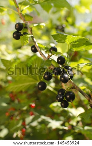 close up view of ripe black current in sun light hanging on branch and  ready for harvest