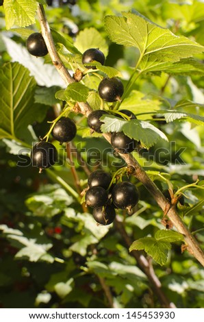 close up view of ripe black current in sun light hanging on branch and  ready for harvest