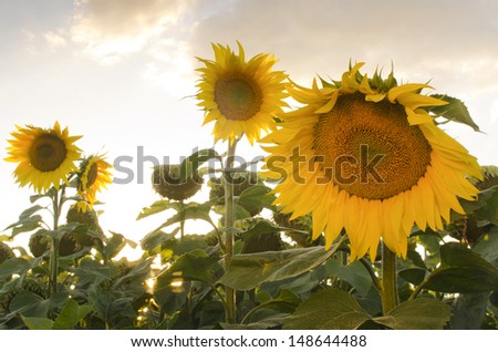 Close up view of sunflowers in opposite sun light