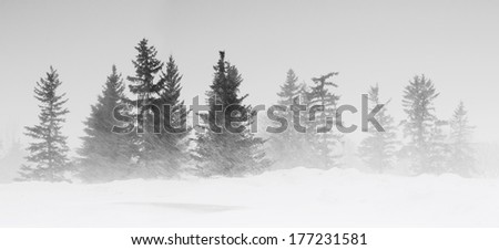 Winter scene of pine trees in winter storm weather