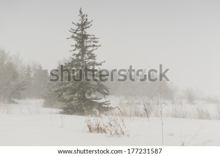 Winter scene of pine trees in winter storm weather