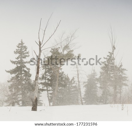 Winter scene of dry tree on pine tree background in winter storm weather
