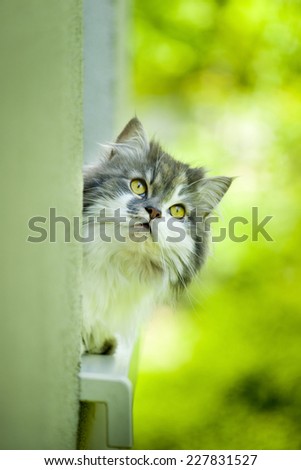 Norwegian Forest Cat lying on the window sill.