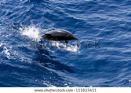 Jumping dolphin in the deep blue sea