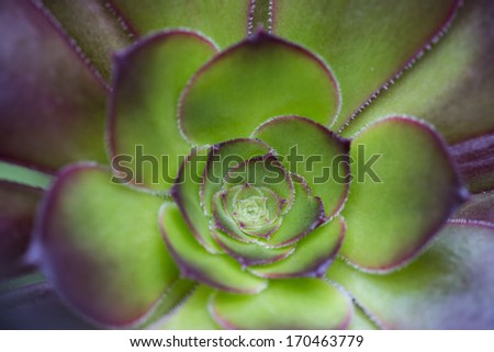Cactus flower closeup