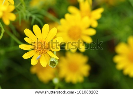 Little yellow Thymophylla Tenuiloba (Dahlberg Daisy)