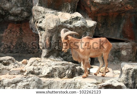 Barbary sheep,  useful for various wild animal concepts design and print outs.