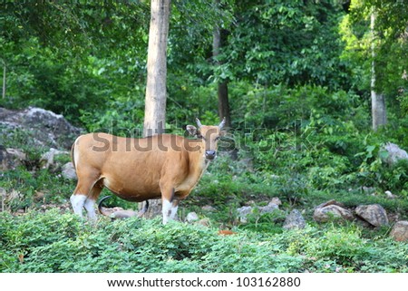 Banteng or Red Bull with forest in background