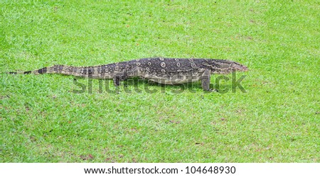 Water monitor lizard on the green grass background
