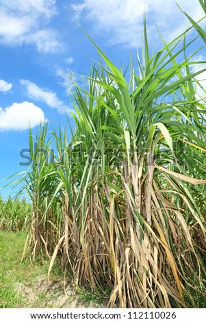 Sugar cane with blue sky in background in Thailand