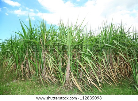 Sugar cane with blue sky in background in Thailand