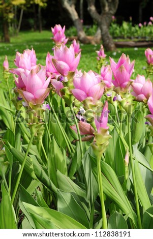 The close up of Siam tulip flower or Curcuma alismatifolia.