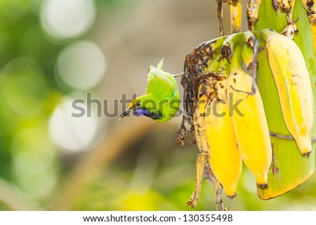 The Golden fronted Leafbird eat the banana in the evening