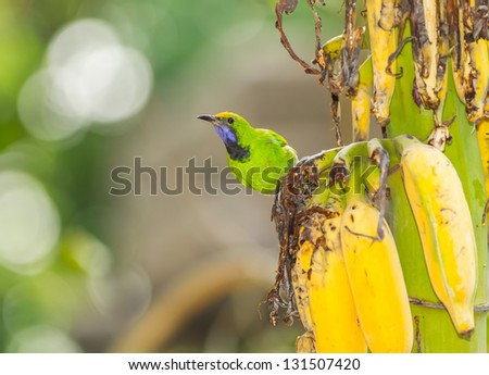 The Golden fronted Leafbird eat the banana in the evening