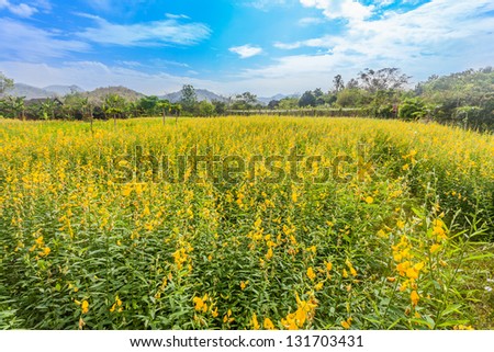 The farm of Crotalaria Juncea flower which use for soil improvement in Thailand