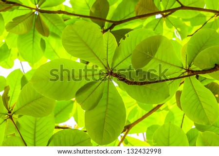 Deep green of Tropical almond tree for background use