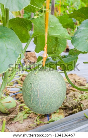 The melon on its tree in the farm in Thailand