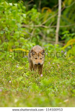 Nature Asiatic jackal or Golden jackal stair and come toward at us