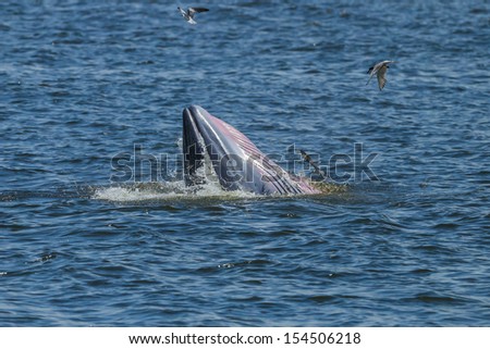 Bryde\'s whale shutting up the mount in Thailand gulf