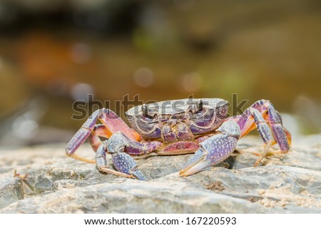 River crab in nature for background use