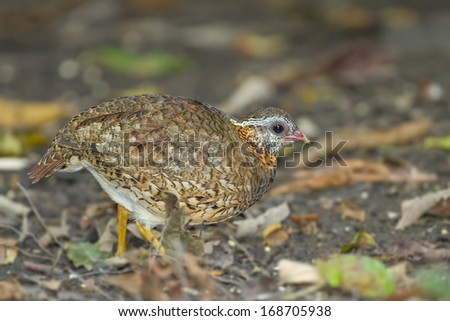 Scaly-breasted Partridge(Arborophi la chloropus) in nature