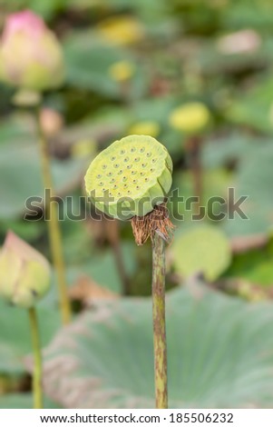 Calyx of lotus seed in nature