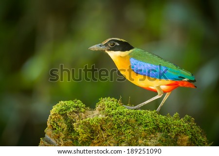 Close up Blue-winged Pitta (Pitta moluccensis) on the rock in Thailand