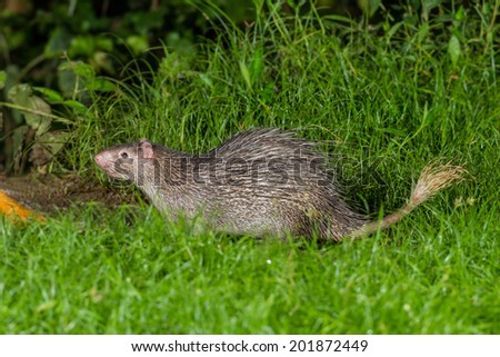 Full body of Nocturnal animals Brush-tailed Porcupine(Atherurus macrourus) in nature at Kaengkrajarn national park,Thailand